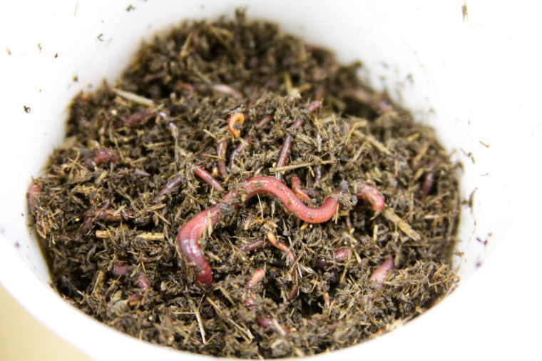 Worms created in Cove spark interest